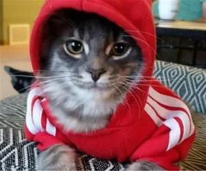 Nice_Hoodie_s.webp