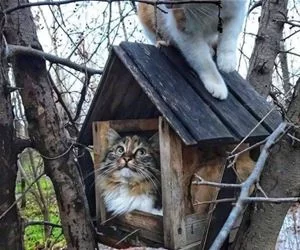 Nice_House_s.webp