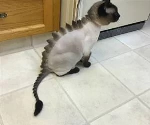 Nice_Mohawk_s.webp