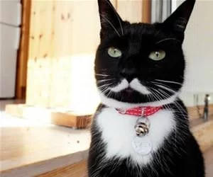 Nice_Mustache2629_s.webp