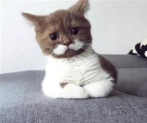Nice_Mustache9696_s.webp