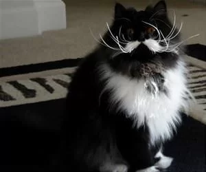 Nice_Mustache_Dude_s.webp