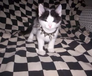 Nice_Necklace6949_s.webp