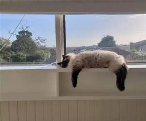 Nice_Place_For_A_Nap_s.webp