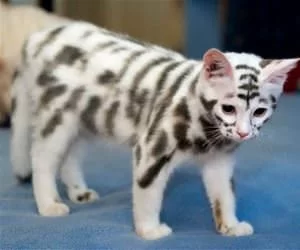 Nice_Stripes_s.webp