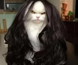 Nice_Wig8792_s.webp