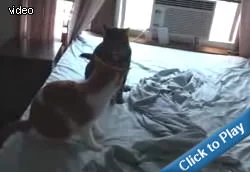 ninja-fighting-cats.webp