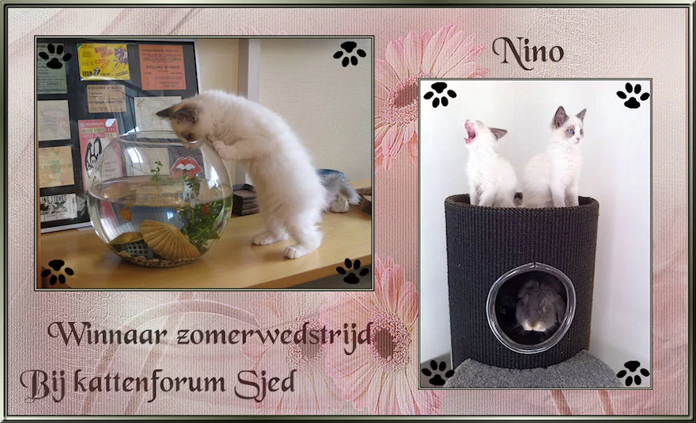 nino_zps4288b951.webp