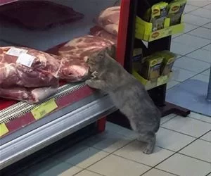 Nommm_Nom_Nom5357_s.webp