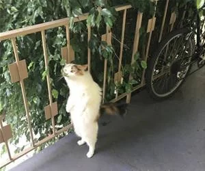Nommm_Nomm_Non_Nom_s.webp