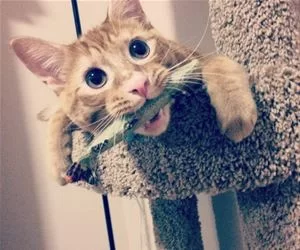 Nommmm_Nom_Nom1132_s.webp