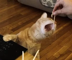 Nommmm_Nom_Nom3928_s.webp