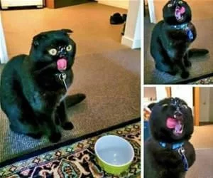 Nommmmmm_Nom_s.webp