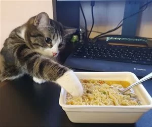 Noodles_s.webp