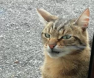 Not_Impressed_With_The_Fox_s.webp