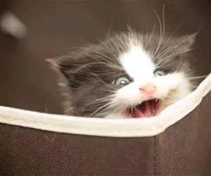Oh_Hiiii_s.webp