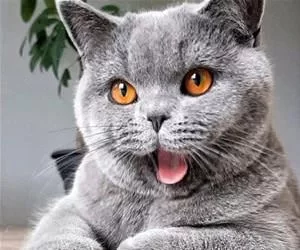 Ohhh_Haha_s.webp
