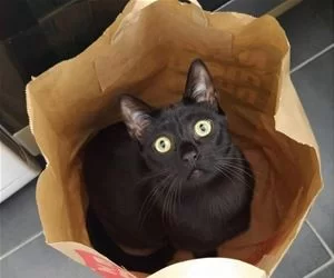 One_Bag_Of_Cat1946_s.webp