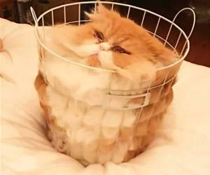 One_Basket_Of_Cat_s.webp