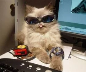One_Very_Cool_Cat_s.webp