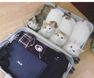 Only_Pack_s.webp