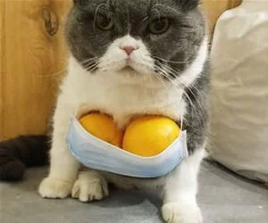 Oranges_s.webp