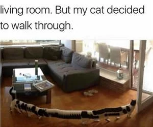 Panoramic_Cat_s.webp