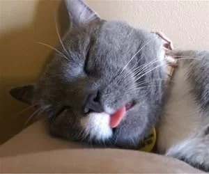 Passed_Out_Cold_s.webp