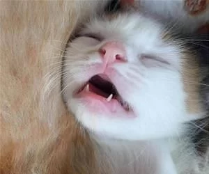 Passsssed_Out_s.webp