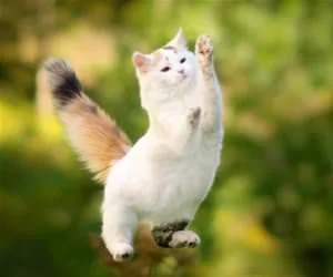 Paw_Paw_Paw_s.webp