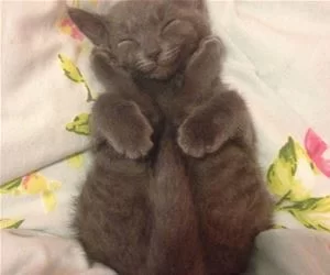 Paws_On_My_Face_s.webp