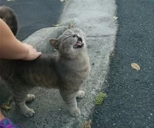 Pet_Me1560_s.webp