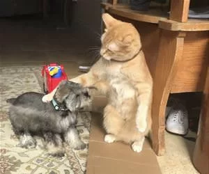 Petting_s.webp