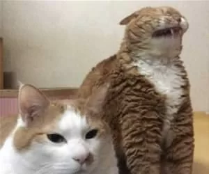 Pfffffffft_s.webp