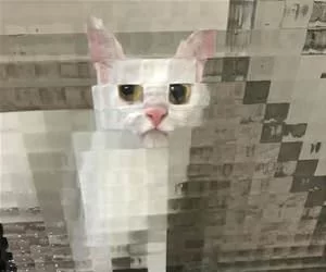 Pixelated_Cat7968_s.webp