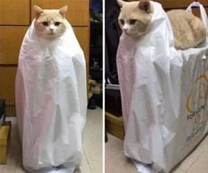Plastic_Bag_Cat_s.webp
