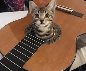 Playing_Some_Guitar8301_s.webp