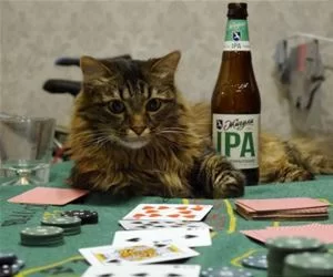 Playing_Some_Poker5257_s.webp