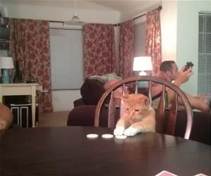 Playing_Some_Poker_s.webp