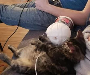 Playing_With_The_Yarn_s.webp