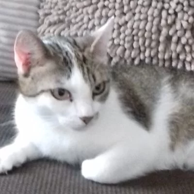 poes1a.webp poes1a.webp