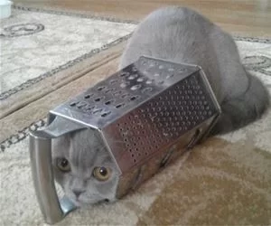 Popping_In_To_See_You_s.webp