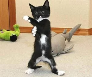 Pow_Pow_Pow2590_s.webp