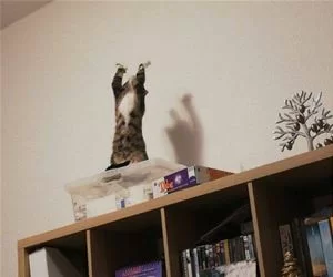 Praise_The_Ceiling_s.webp