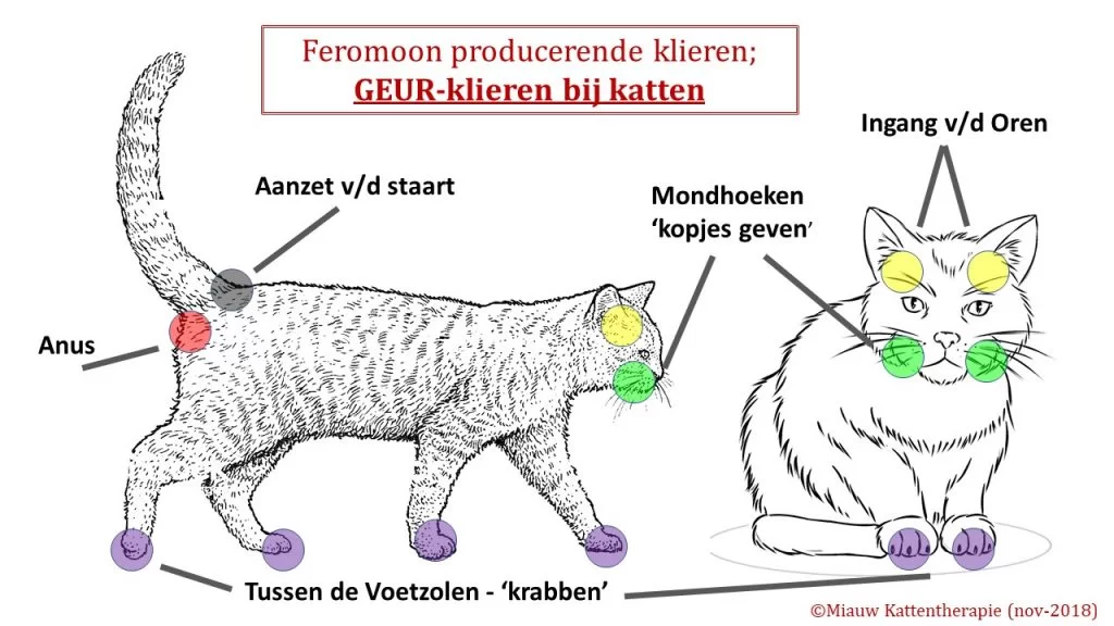 presentatie-geurklieren-1024x576.webp