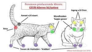 presentatie-geurklieren-300x169.webp