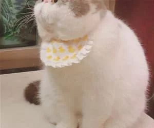 Puffer_Cat_s.webp