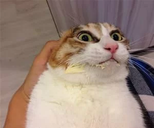 Pull_My_Ears_Back_s.webp