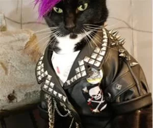 Punk_Cat9915_s.webp