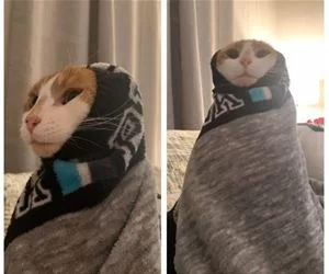 Purrito_Cat_s.webp